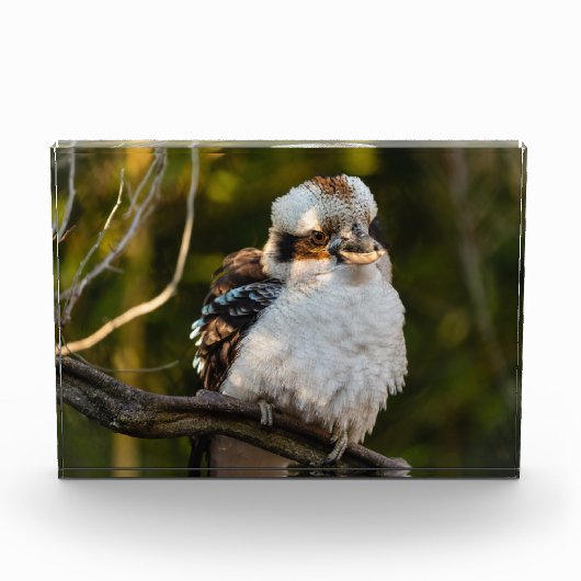 Lachende kookaburra fotoblokken (Voorkant)
