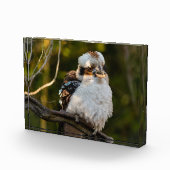Lachende kookaburra fotoblokken (Rechts)