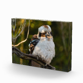 Lachende kookaburra fotoblokken