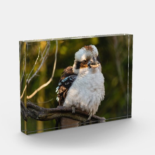 Lachende kookaburra fotoblokken (Links)