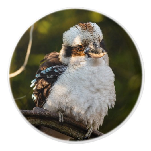 Lachende kookaburra keramische knop (Voorkant)