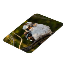 Lachende kookaburra magneet