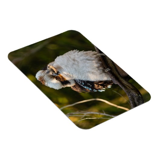 Lachende kookaburra magneet (Rechterzijde)