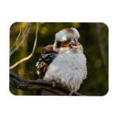 Lachende kookaburra magneet (Horizontaal)