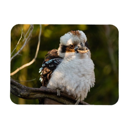 Lachende kookaburra magneet (Horizontaal)