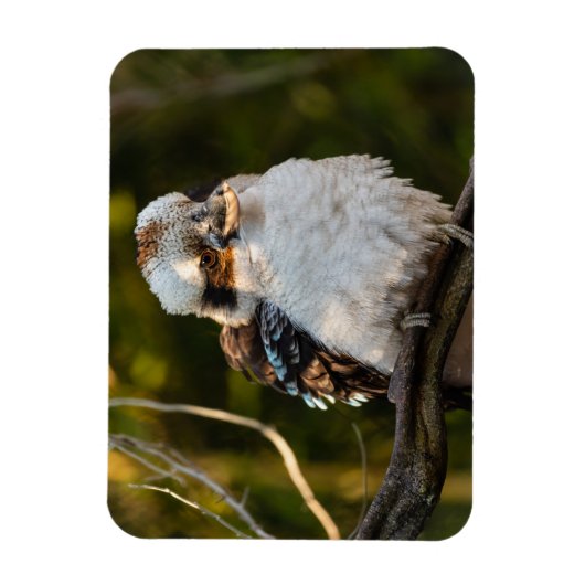 Lachende kookaburra magneet (Verticaal)