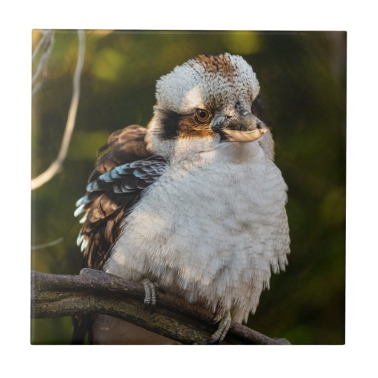 Lachende kookaburra tegeltje (Voorkant)