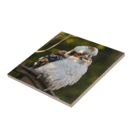 Lachende kookaburra tegeltje
