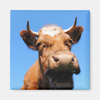 Lachende Kuh Magneet