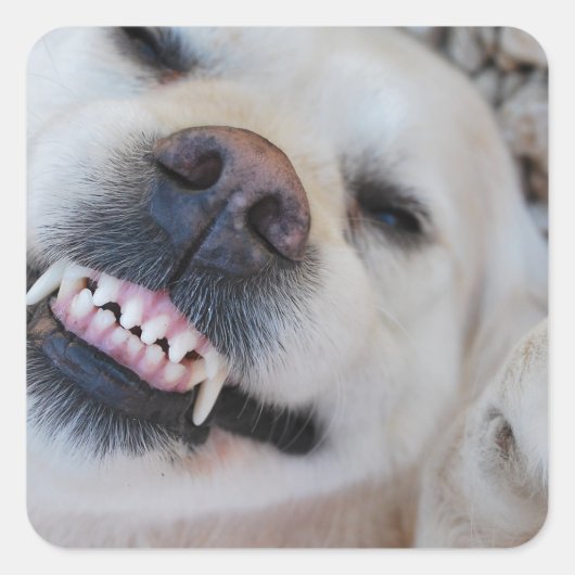 Lachende retriever vierkante sticker (Voorkant)