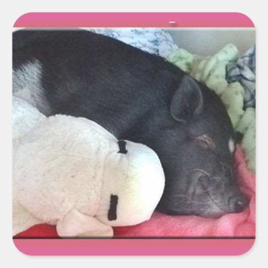 Lachende Varkensplein Stickers (Voorkant)