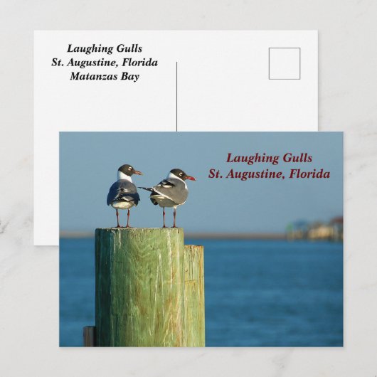 Lachmeeuwen Feestdagenkaart (Voorkant / Achterkant)