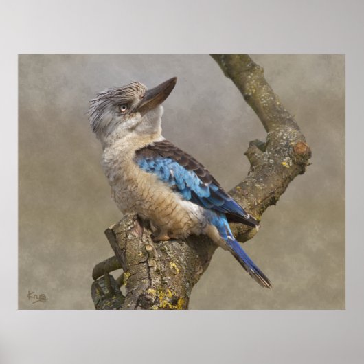 Lachvogelprint Poster (Voorkant)