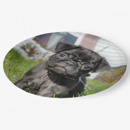 LACK PUG PUPPY PAPIEREN BORDJE (Gekanteld)