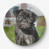 LACK PUG PUPPY PAPIEREN BORDJE (Voorkant)