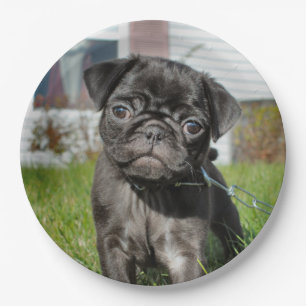LACK PUG PUPPY  PAPIEREN BORDJE