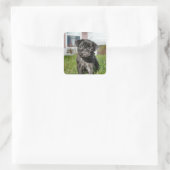 LACK PUG PUPPY VIERKANTE STICKER (Tas)