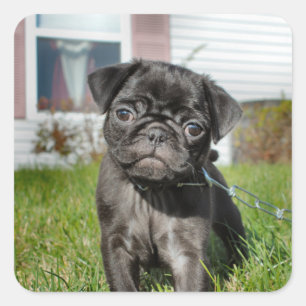 LACK PUG PUPPY VIERKANTE STICKER