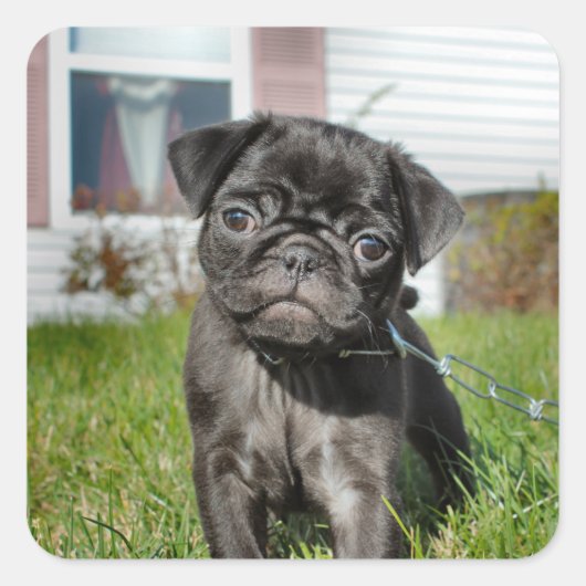 LACK PUG PUPPY VIERKANTE STICKER (Voorkant)