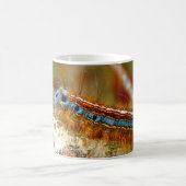 Lackey Moth Caterstyle Bug Mok (Center)