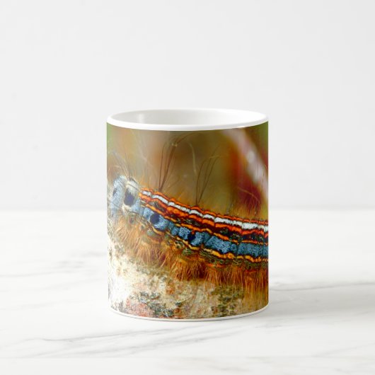 Lackey Moth Caterstyle Bug Mok (Center)