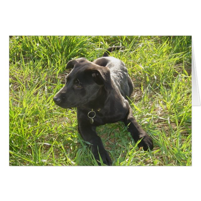 Lacquer Black German Shepherd (Voorkant Horizontaal)