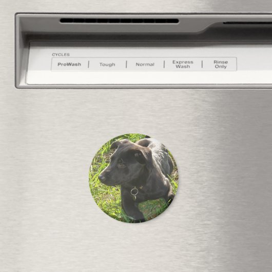 Lacquer Black German Shepherd Magneet (Insitu (Vaatwasser))