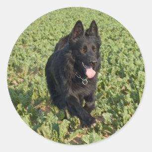 Lacquer Black German Shepherd Ronde Sticker