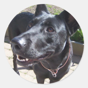 Lacquer Black German Shepherd Ronde Sticker