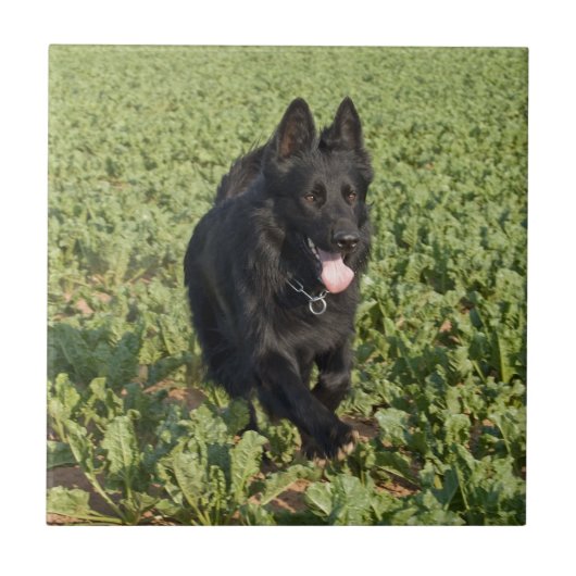 Lacquer Black German Shepherd Tegeltje (Voorkant)