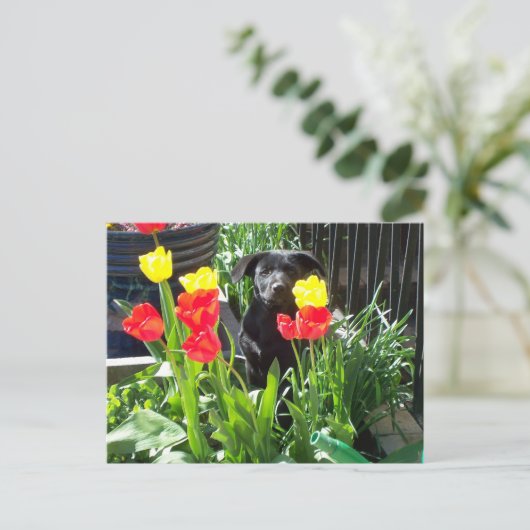 Lacquer Black Shepherd Puppy Briefkaart (Staand voorkant)