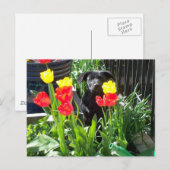 Lacquer Black Shepherd Puppy Briefkaart (Voorkant / Achterkant)