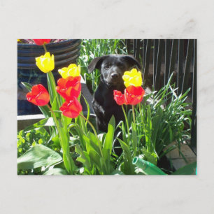 Lacquer Black Shepherd Puppy Briefkaart