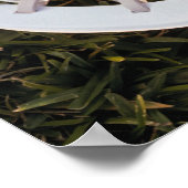 Lacrosse Stick en Ball Poster (Hoek)