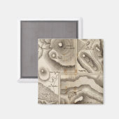 Lacs vulcaniques magneet (Voorkant / Achterkant)