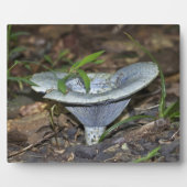 Lactarius indigo Blue Mushroom Fotoplaat (Voorkant)