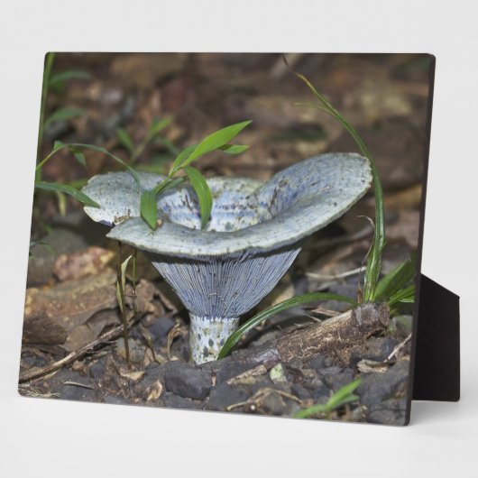 Lactarius indigo Blue Mushroom Fotoplaat (Zijkant)