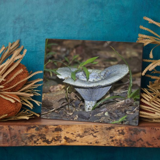 Lactarius indigo Blue Mushroom Fotoplaat (Zijkant)