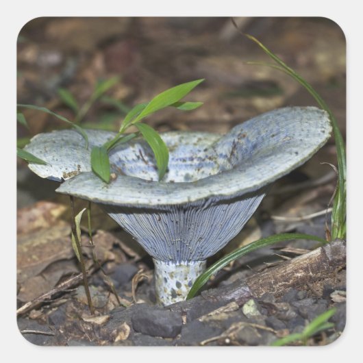 Lactarius indigo Blue Mushroom Vierkante Sticker (Voorkant)