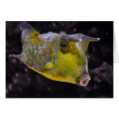 Lactoria cornuta (Voorkant Horizontaal)