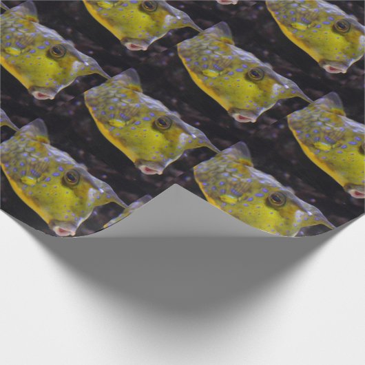 Lactoria cornuta cadeaupapier (Hoek)