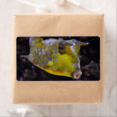 Lactoria cornuta etiket (Insitu)