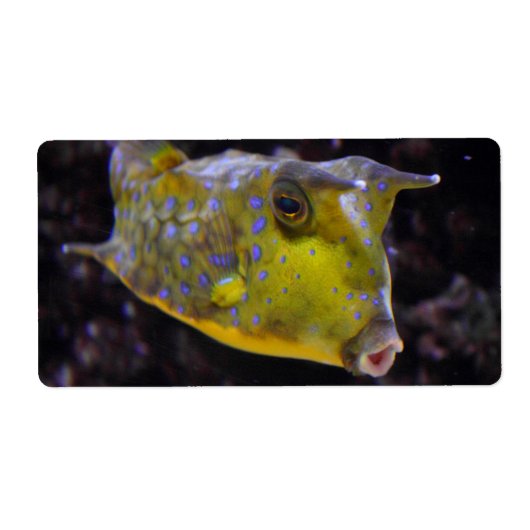 Lactoria cornuta etiket (Voorkant)