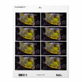 Lactoria cornuta etiket (Full Sheet)