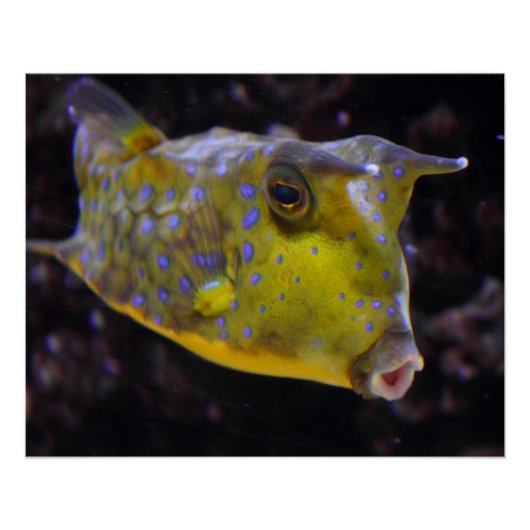 Lactoria cornuta poster (Voorkant)