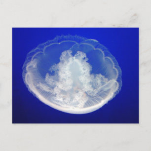 Lacy Moon Briefkaart
