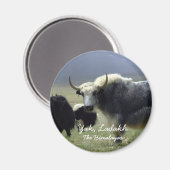 Ladakh, de Himalaya, Yak (Magnet) Magneet (Voorkant / Achterkant)