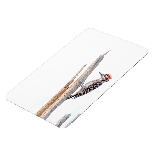 Ladder-Backed Woodpecker Magneet (Linkerzijde)