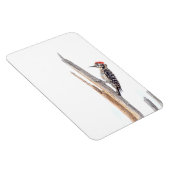 Ladder-Backed Woodpecker Magneet (Rechterzijde)