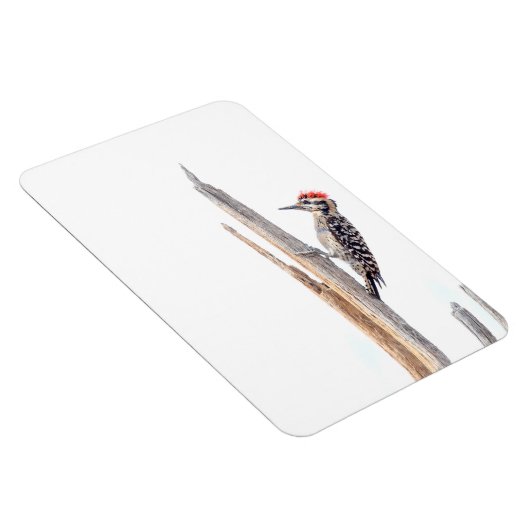 Ladder-Backed Woodpecker Magneet (Rechterzijde)